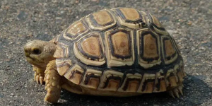 豹纹陆龟在中国是保护动物吗