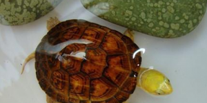 黄喉拟水龟怎么分公母