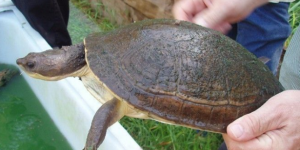 布氏癞颈龟是新几内亚吗