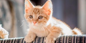 家庭养殖中美短猫和英短猫的省钱情况总结报告