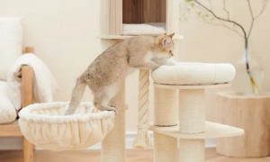 兽牌猫云端实木猫爬架：打造小猫咪的个猫空间