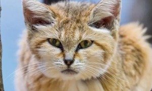 沙丘猫为什么要灭绝了