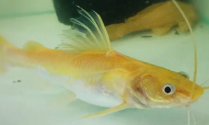 红眼金丝猫鱼图片可爱