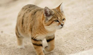 沙丘猫灭绝了吗