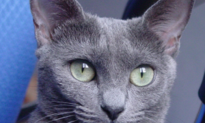 纯种俄罗斯蓝猫多少钱一只