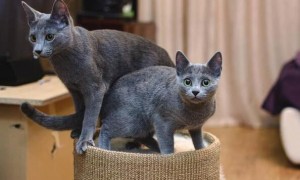 俄罗斯蓝猫属于什么品种