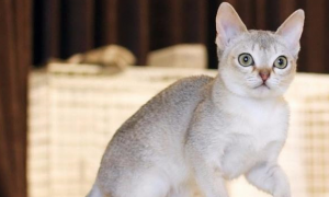 饲养新加坡猫为什么应注意塑料制品