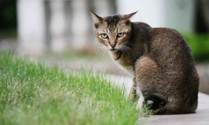 阿比西尼亚猫寿命多久