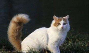 土耳其梵猫怎么看品相