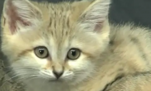 沙丘猫：世界上最小的猫之一，以毒蛇为食，可以一月不喝水