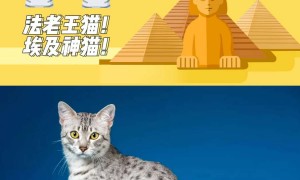 埃及猫多少钱一只？古埃及人爱吸的猫！