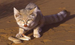 沙丘猫：最小的猫科动物之一