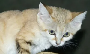 沙丘猫：唯一生活在沙漠中的猫科动物，可爱的外表内藏着凶狠的心