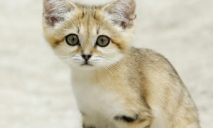 沙丘猫：沙漠中的“孤独猎手”，耐高温，不吃鱼，体型最小