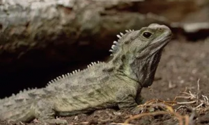 17种存活至今的“活化石”生物，斑点楔齿蜥名列其中！