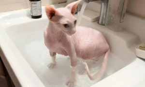 无毛猫怀孕能洗澡吗？注意事项如下