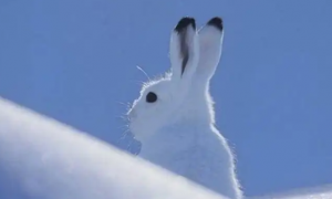 喜欢单独活动的雪兔，一般有多大？