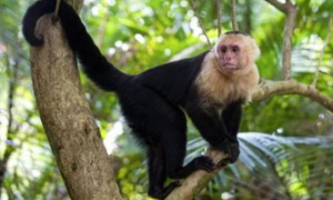 巴拿马的白额卷尾猴，未来会取代人类统治地球？