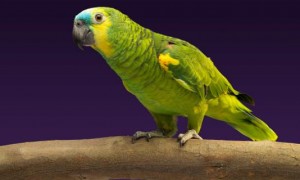 培养亚马逊鹦鹉的幸福生活：训练与养护指南