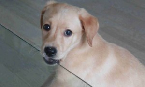拉布拉多几个月开始训练-拉布拉多犬知识