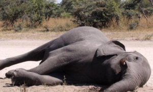大象的自然死因：为什么没有“老死”的大象？
