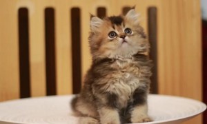 猫咪刚生下来怎么处理？30天小猫怎么喂食？