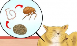 猫绦虫会通过床单传染吗