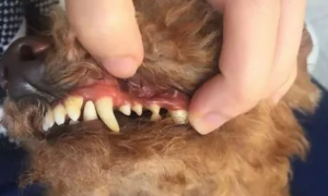 狗狗牙结石严重牙根都烂了