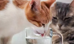 猫咪怎么算频繁喝水