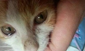 猫咪眼睛分泌物红褐色且结痂
