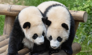 大熊猫双胞胎公开亮相百日 爱宝乐园晒萌照