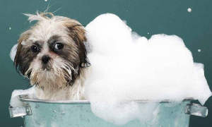 狗狗生产后多久可以洗澡