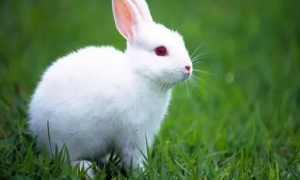 小兔子怎么养才能养活