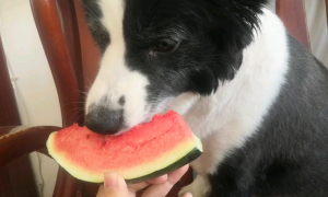狗狗能吃西瓜不?