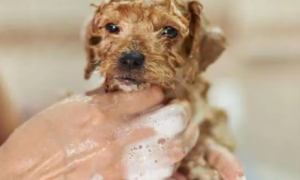 狗狗生理期可以洗澡不