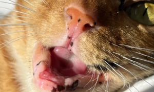 猫全口拔牙的优缺点