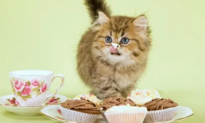 猫能吃蛋糕吗