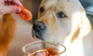狗狗能不能吃虾