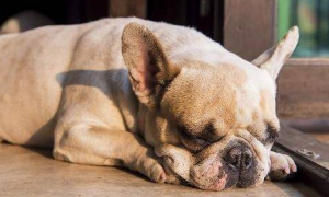狗狗睡觉喘气很急促是什么原因