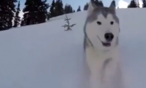 有机会就带着二哈去玩雪吧, 毕竟哈士奇可是西伯利亚雪橇犬