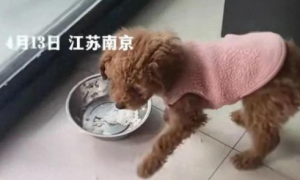 3只宠物狗被婆婆砍杀，南京官方回应！