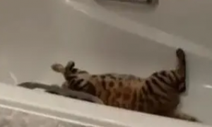 猫咪在浴缸里乱扑腾，被主人“撞破”后一脸尴尬