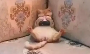 猫咪躺沙发上吃罐头，抱罐头的姿势像小孩
