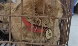 志愿者开展“猫咪营救”在成都金堂救下200多只猫