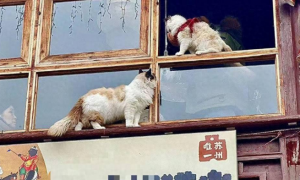 猫咖工作人员将猫放到屋檐，引网友不满