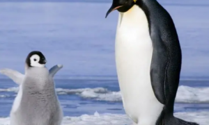 北极企鹅为什么灭亡了
