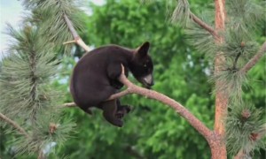 黑熊爬树有多快