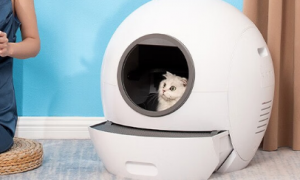 一封《小壹全自动智能猫厕所使用攻略》请查收！