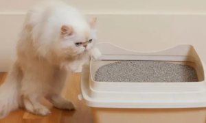猫砂太臭对猫有什么影响？