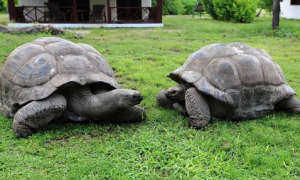 大型乌龟品种推荐：探索五种巨型龟类的魅力